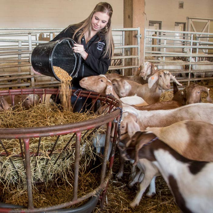 Animal Science Program | Pre-Veterinary School | University of Findlay